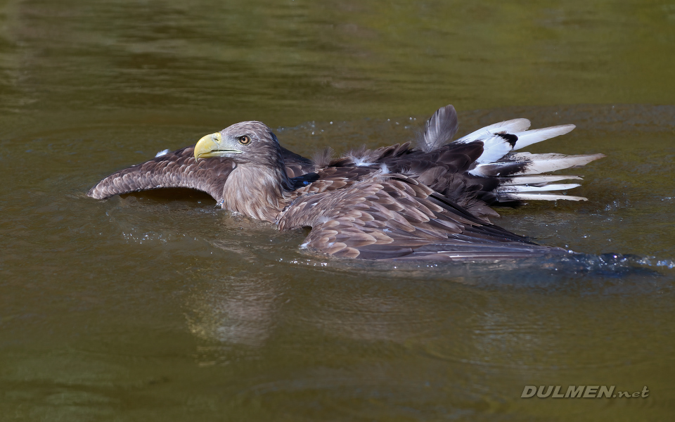 01 White-tailed eagle (Haliaeetus albicilla)